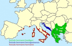 Verbeitungsgebiete der Unterarten der griechischen Landschildkröte