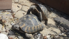 Schildkröten bei Paarungsaktivität