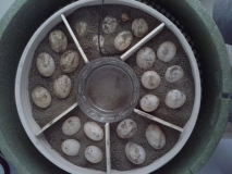 Inkubator befüllt mit Eiern