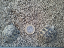 Größenvergleich einer frisch geschlüpften Schildkröte vs. 1 Euro Münze
