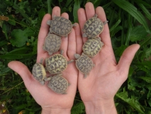 Größenvergleich Handfläche vs. Schildkröte