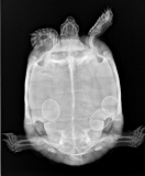 Röntgenbild einer Schildkröte mit Legenot