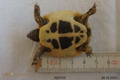 N23T03-Plastron