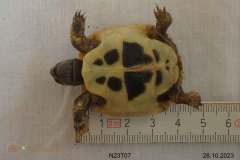 N23T07-Plastron