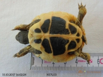 Nachzucht_N17L03-Plastron