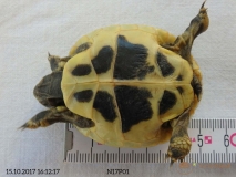 Nachzucht_N17P01-Plastron